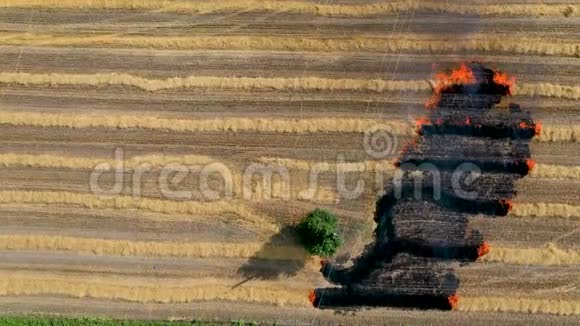 农民焚烧植被残坡从而降低土壤肥力和环境退化视频的预览图