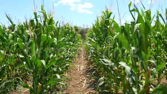 麦秆中未熟COBS的玉米地4k视频的预览图