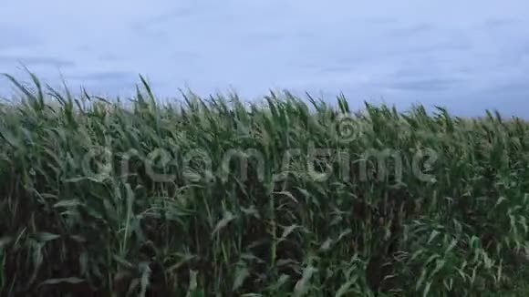 有玉米植物在风中移动的玉米地视频的预览图