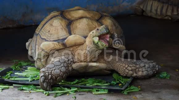 巨型非洲龟吃蔬菜视频的预览图