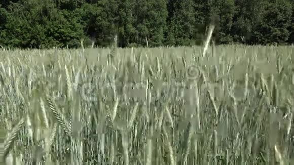 小麦黑麦耳在靠近森林树木的农田中随风移动4K视频的预览图