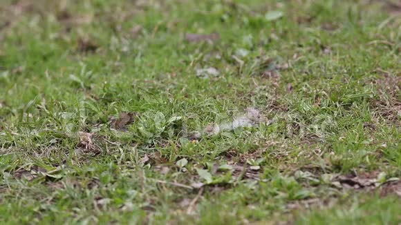 常见的莴苣雌性Fringillacoelebs为巢收集材料视频的预览图