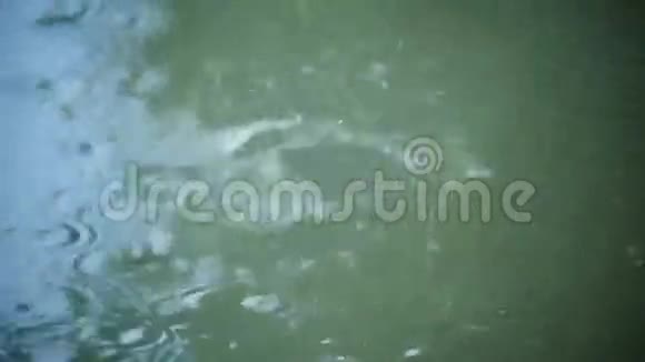 水坑表面的大暴雨视频的预览图
