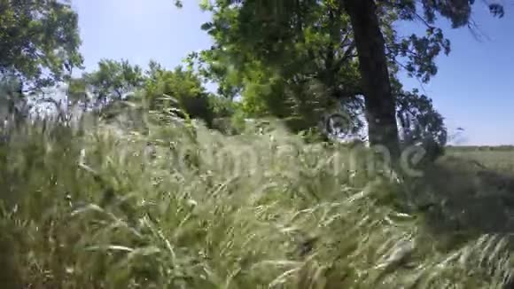 绿草从风中向太阳移动视频的预览图