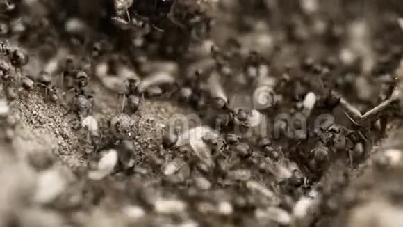 野生蚂蚁幼虫4K视频的预览图