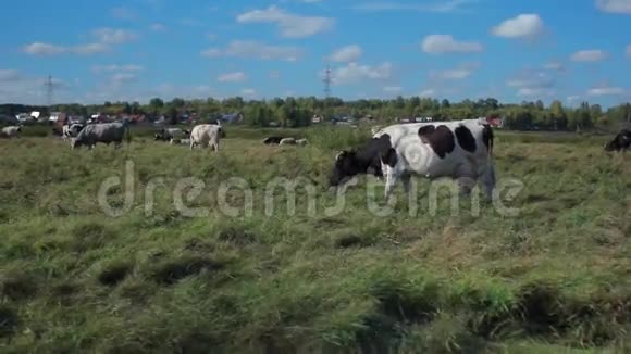 奶牛在农村放牧视频的预览图