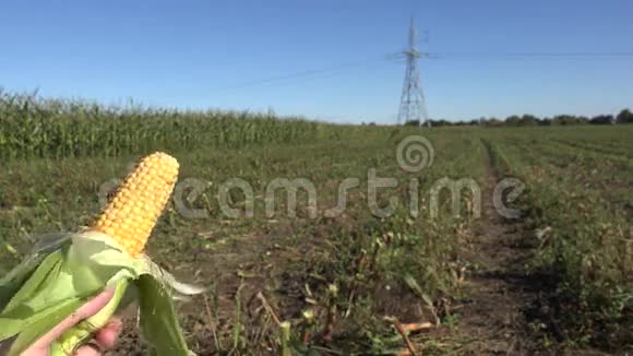 金玉米玉米芯在农民手中的农田种植园特写镜头4K视频的预览图