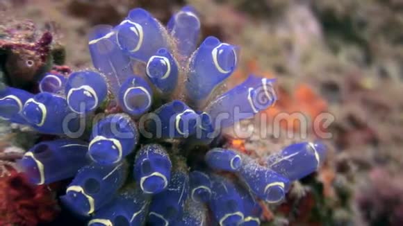 海葵在菲律宾的深海中接近水下视频的预览图