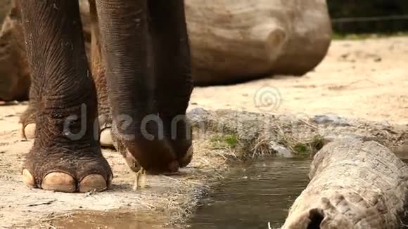 一头大象在动物园里走来走去的特写镜头视频的预览图
