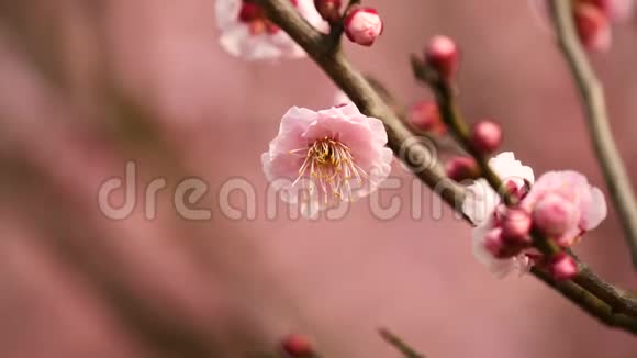春天的花朵系列粉红色的梅花在微风中绽放近景4K电影慢动作视频的预览图