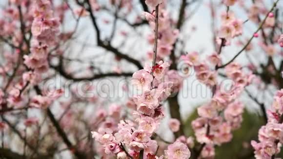 春天的花朵系列粉红色的梅花在微风中绽放近景4K电影慢动作视频的预览图
