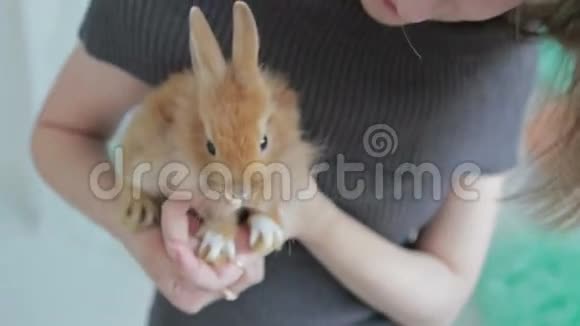 女人抱着小可爱的兔子靠近视频的预览图