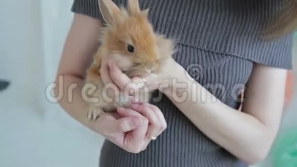 女人抱着小可爱的兔子靠近视频的预览图