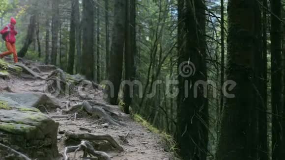 女徒步旅行者带着背包穿着红色夹克和橙色裤子在山里的森林里散步视频的预览图