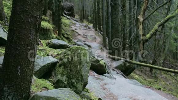 女徒步旅行者带着背包穿着红色夹克和橙色裤子在山里的森林里散步视频的预览图
