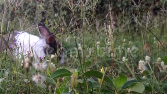兔子在绿草背景下摆姿势选择性聚焦视频的预览图