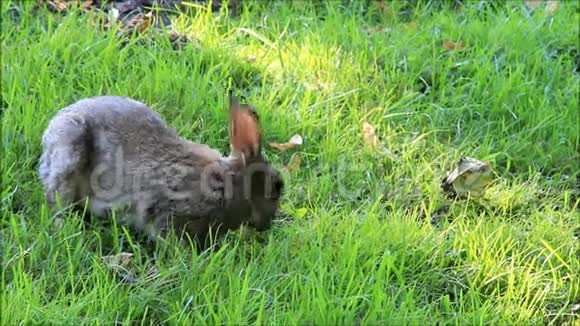 野兔在公园里吃草视频的预览图