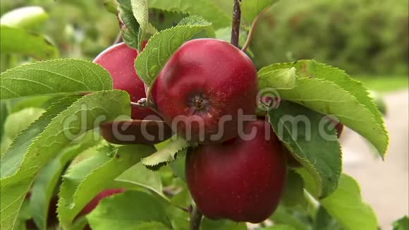 把熟透的红苹果贴在树上视频的预览图