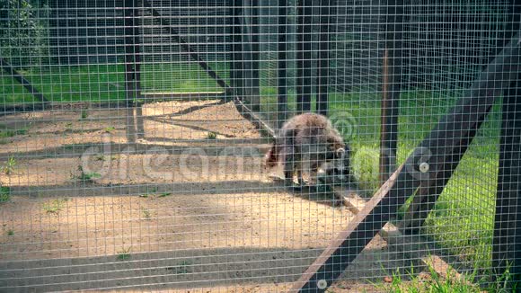 担心浣熊在动物园花园笼子里散步视频的预览图