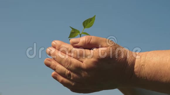 幼芽在农夫手中园丁们的双手捧着一棵绿苗在手掌上顶着天空视频的预览图