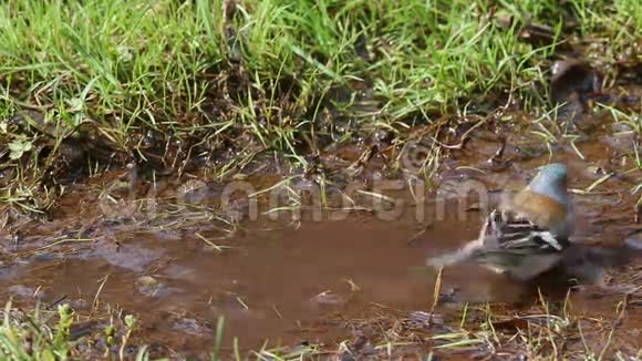 常见的糠Fringillacoelebs沿着小溪散步选择游泳的地方视频的预览图