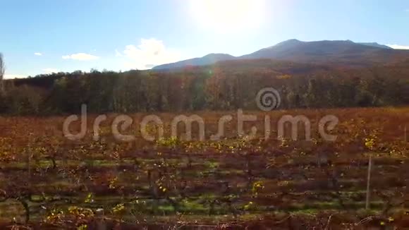 空气视图秋天在阳光下的干燥葡萄园视频的预览图