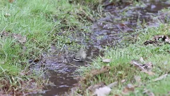 春天一只普通的跛足雌鸟在溪流中飞溅视频的预览图
