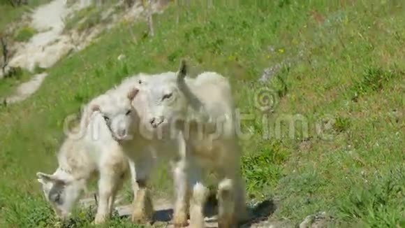 三只山羊在绿坡上散步视频的预览图