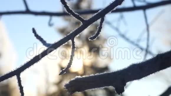 松树林风日雪春视频的预览图