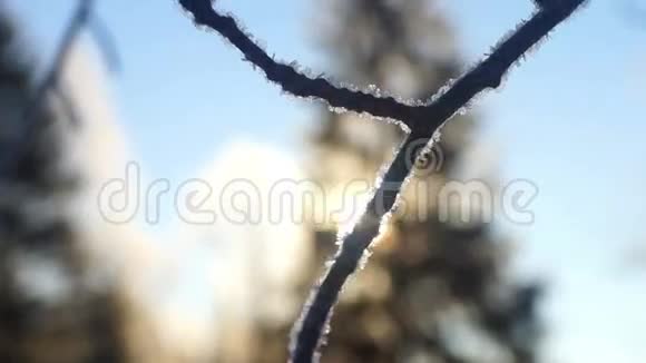 松树林风日雪春视频的预览图