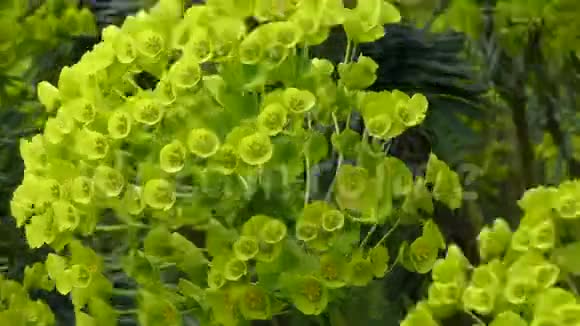 大戟天植物开花视频的预览图