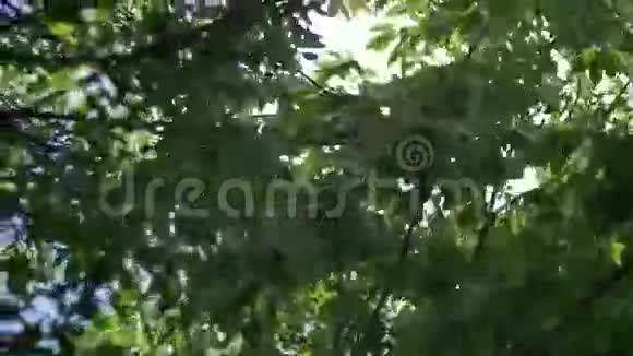 阳光冲破树叶狂风摇动树冠视频的预览图