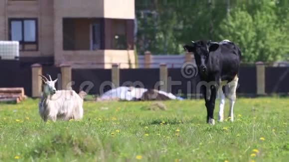 白山羊和小牛在村庄附近的绿田里放牧视频的预览图
