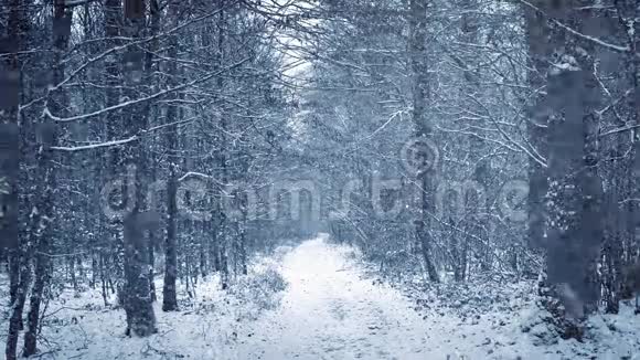 穿过树林的路上下着大雪视频的预览图