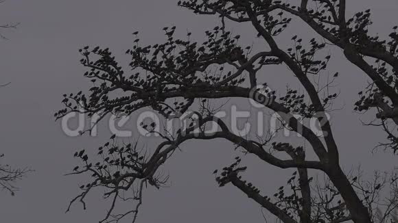 鸟在橡树枝上冬天多云的天空三脚架固定相机关闭视频的预览图