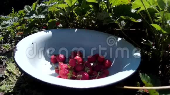 女人收集成熟的红草莓然后放在盘子里视频的预览图