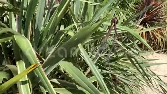 沙滩上的棕榈树视频的预览图