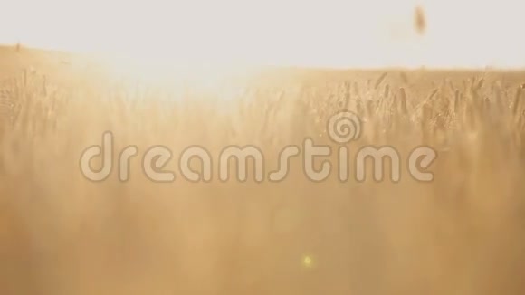 黎明时的麦穗小麦日落关闭缓慢的运动日落时的小麦美丽的麦穗对抗夕阳视频的预览图