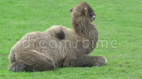 骆驼队在草地上休息视频的预览图