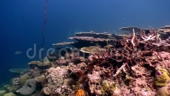 马尔代夫令人惊叹的海底上的硬珊瑚尖孢子虫视频的预览图