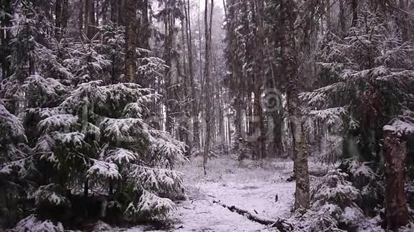 雪和树一起落在森林里强烈的雪立刻覆盖了森林和树枝的表面视频的预览图