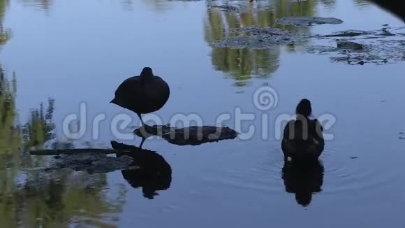 澳大利亚布里斯班库塔山植物园野鸭视频的预览图