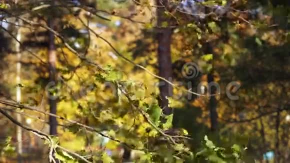 树叶摇曳的风视频的预览图