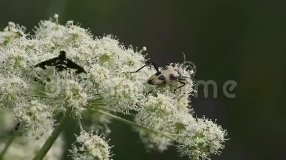 伞形科植物花朵上的湍流生命苍蝇黄蜂甲虫甲虫的配对是视频的预览图