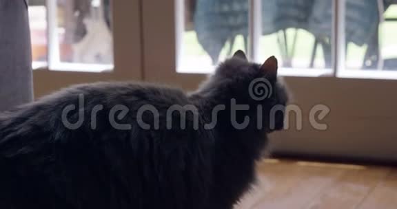 黑猫看着窗外视频的预览图