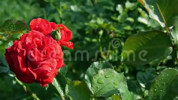 园艺红玫瑰视频的预览图