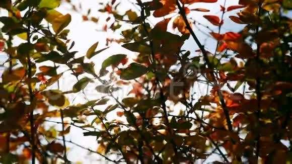 阳光透过微风吹拂的树叶晴朗的秋日视频的预览图