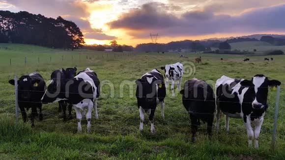 奶牛养殖日落日出视频的预览图