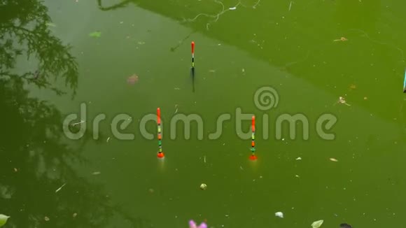 三个在绿色池塘上活动的山猫视频的预览图