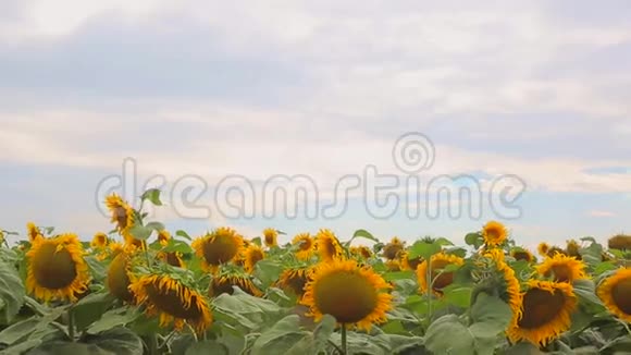 阴天向日葵的全景视频的预览图